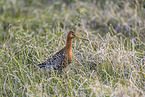 black-tailed godwit