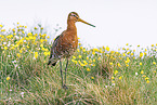 black-tailed godwit