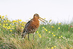 black-tailed godwit