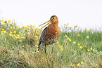 black-tailed godwit