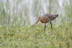 black-tailed godwit