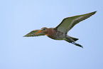 black-tailed godwit