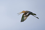 black-tailed godwit