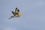 black-tailed godwit