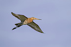 black-tailed godwit