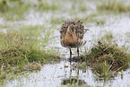 black-tailed godwit