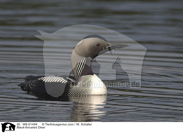 Prachttaucher / Black-throated Diver / WS-01494
