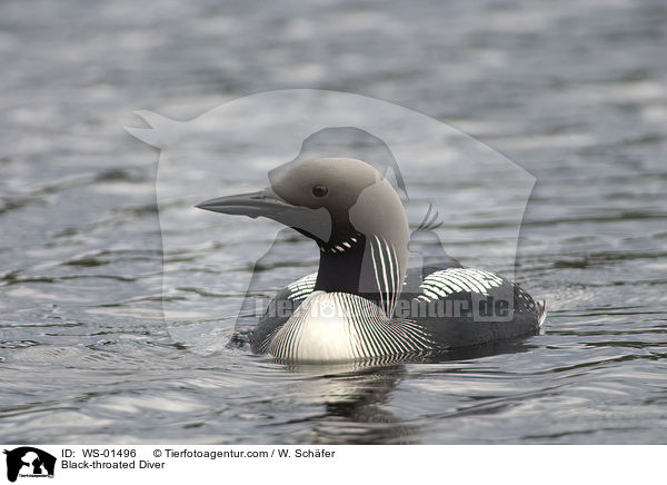 Prachttaucher / Black-throated Diver / WS-01496