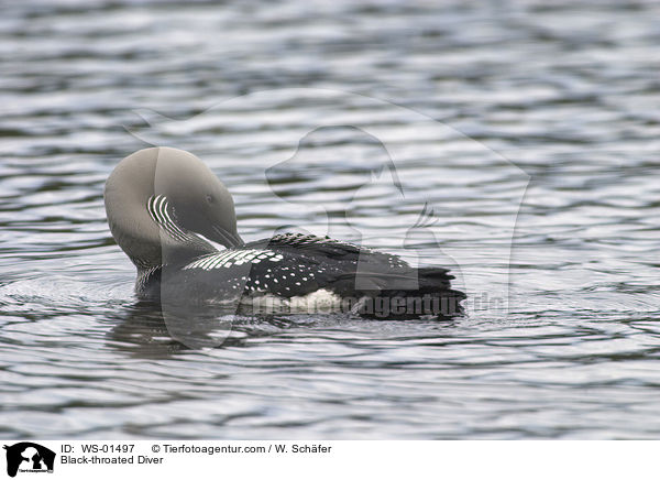 Prachttaucher / Black-throated Diver / WS-01497