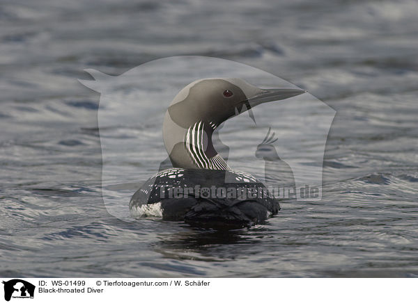 Prachttaucher / Black-throated Diver / WS-01499