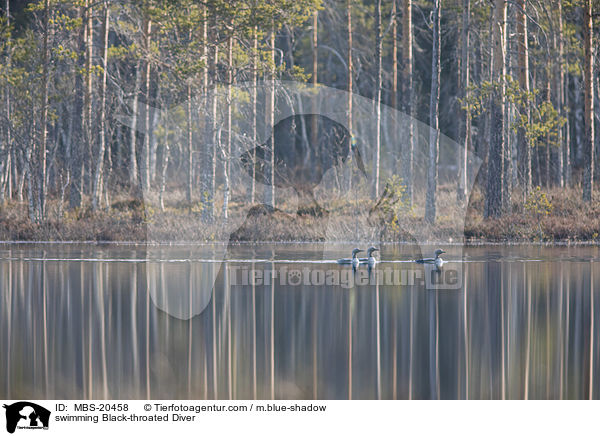 swimming Black-throated Diver / MBS-20458