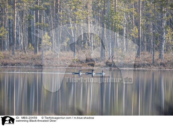 swimming Black-throated Diver / MBS-20459