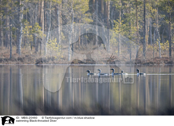 swimming Black-throated Diver / MBS-20460