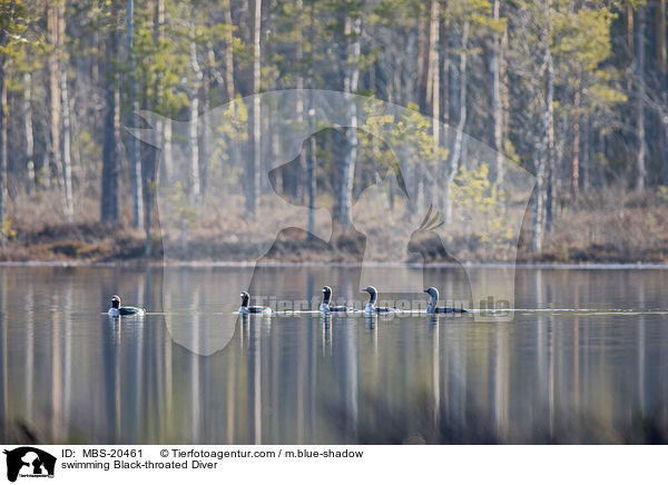 swimming Black-throated Diver / MBS-20461