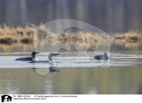 schwimmende Prachttaucher / swimming Black-throated Diver / MBS-20464
