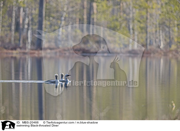 swimming Black-throated Diver / MBS-20466