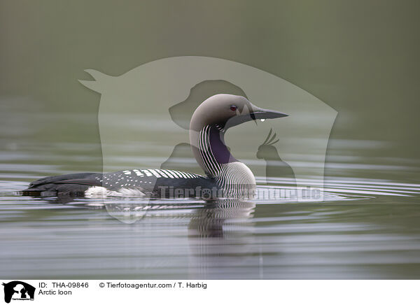 Arctic loon / THA-09846