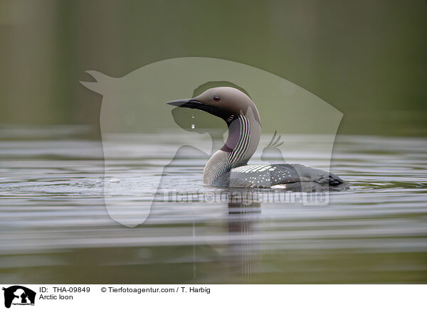 Arctic loon / THA-09849