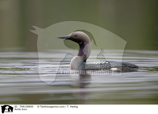 Arctic loon / THA-09850