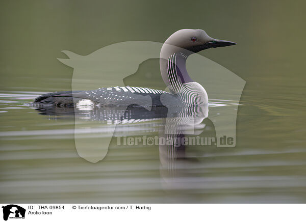 Arctic loon / THA-09854