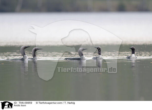 Prachttaucher / Arctic loon / THA-09859