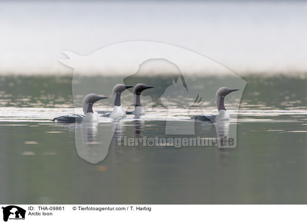 Arctic loon / THA-09861