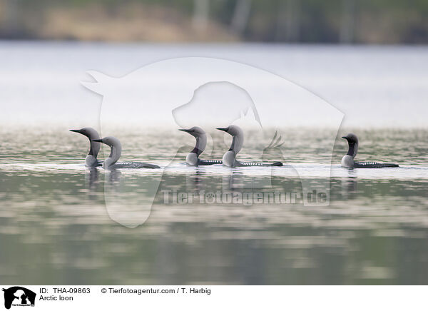 Arctic loon / THA-09863