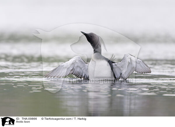 Arctic loon / THA-09866
