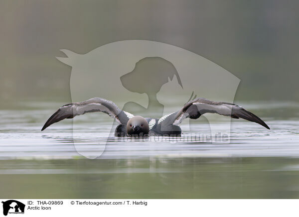 Arctic loon / THA-09869
