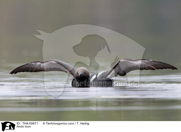 Arctic loon / THA-09871