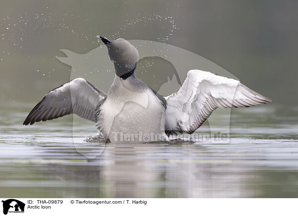 Arctic loon / THA-09879