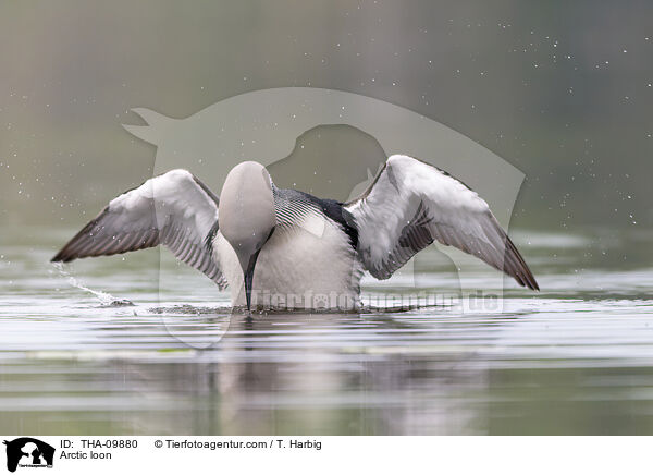 Arctic loon / THA-09880