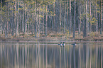 swimming Black-throated Diver