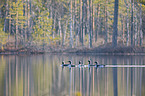 swimming Black-throated Diver