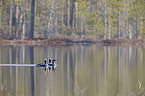 swimming Black-throated Diver