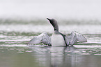 Arctic loon