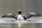 Arctic loon