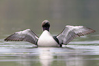 Arctic loon
