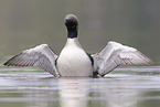 Arctic loon