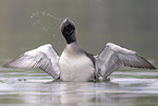 Arctic loon