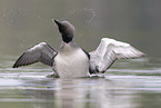 Arctic loon