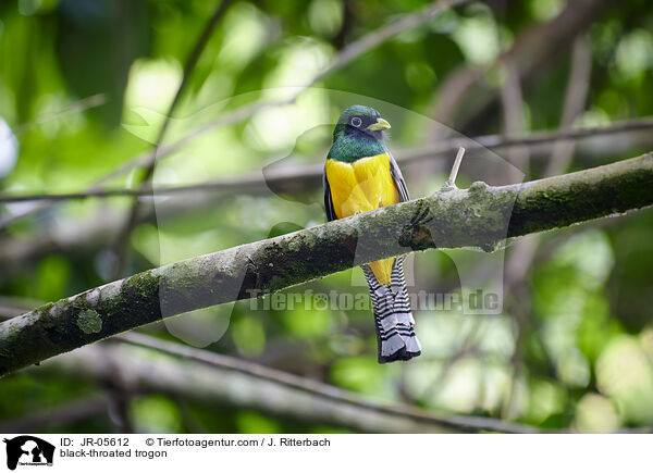 black-throated trogon / JR-05612