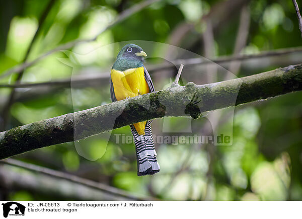 Schwarzkehltrogon / black-throated trogon / JR-05613
