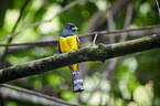 black-throated trogon