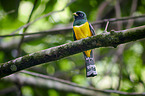 black-throated trogon