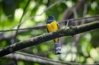 black-throated trogon