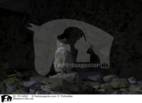 Riesenfischuhu / Blakiston's fish owl / FF-14591