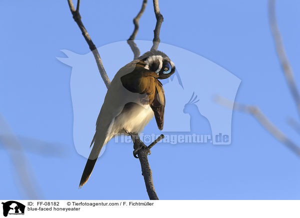 blue-faced honeyeater / FF-08182