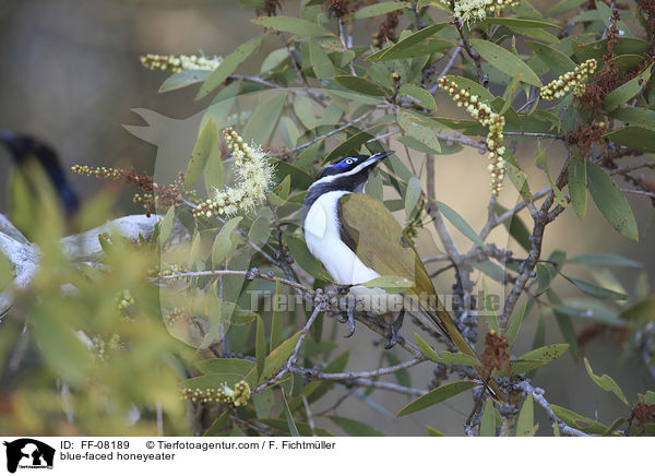 blue-faced honeyeater / FF-08189