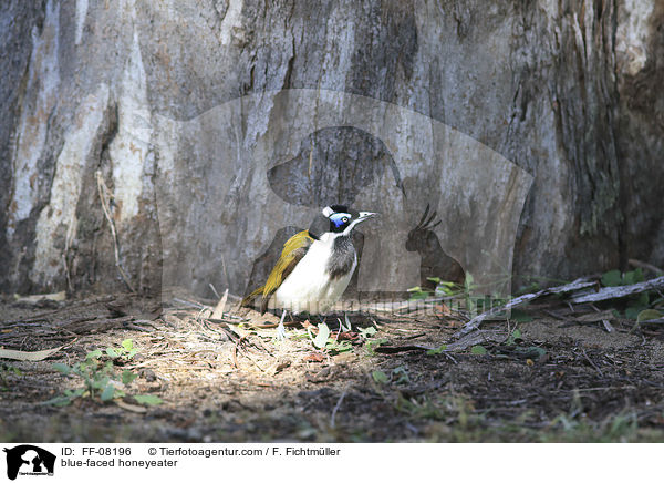 blue-faced honeyeater / FF-08196